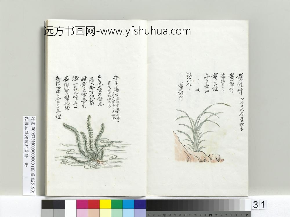 绘王盘野菜谱册-鹅观草