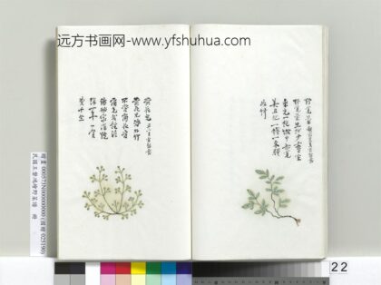 绘王盘野菜谱册 黄花儿.jpg