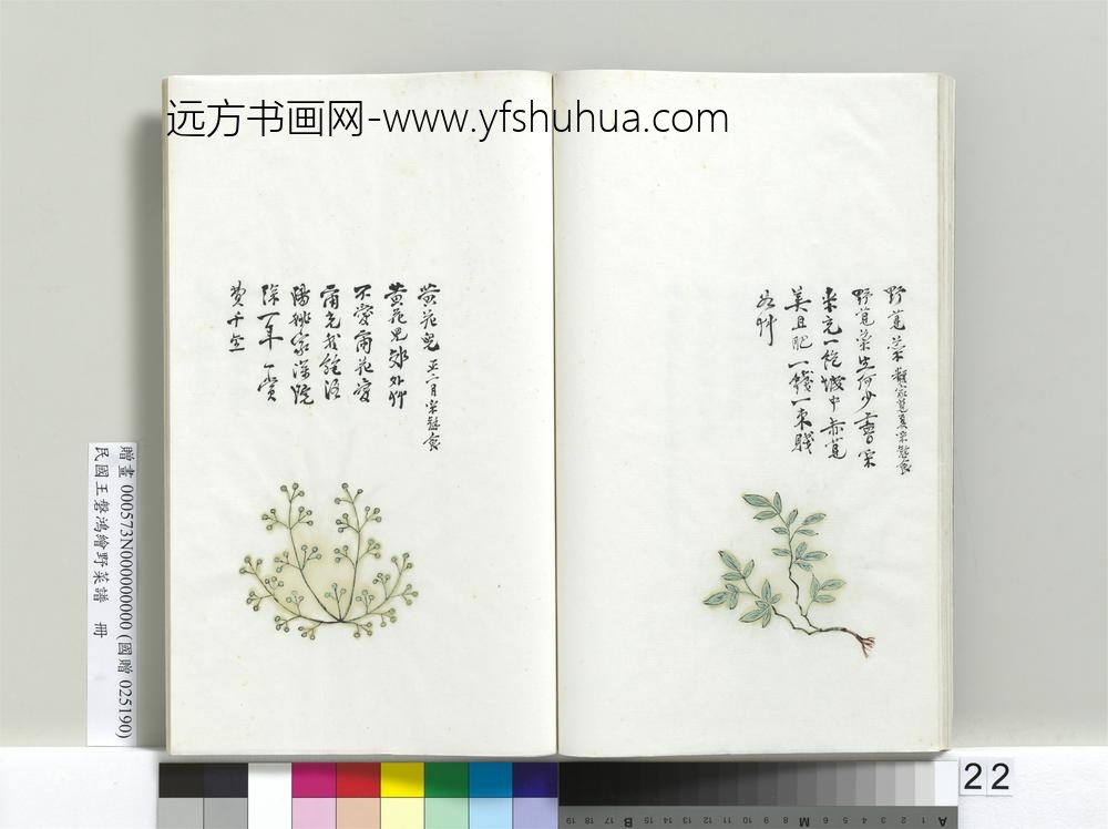 绘王盘野菜谱册-黄花儿