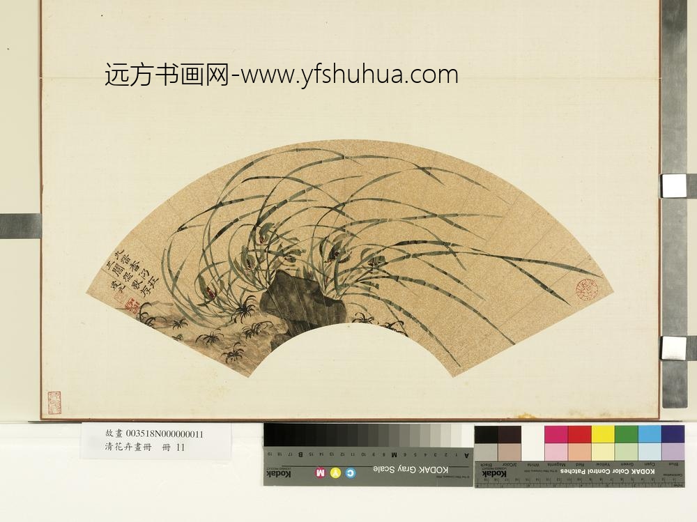 花卉画册册-明王子新兰花