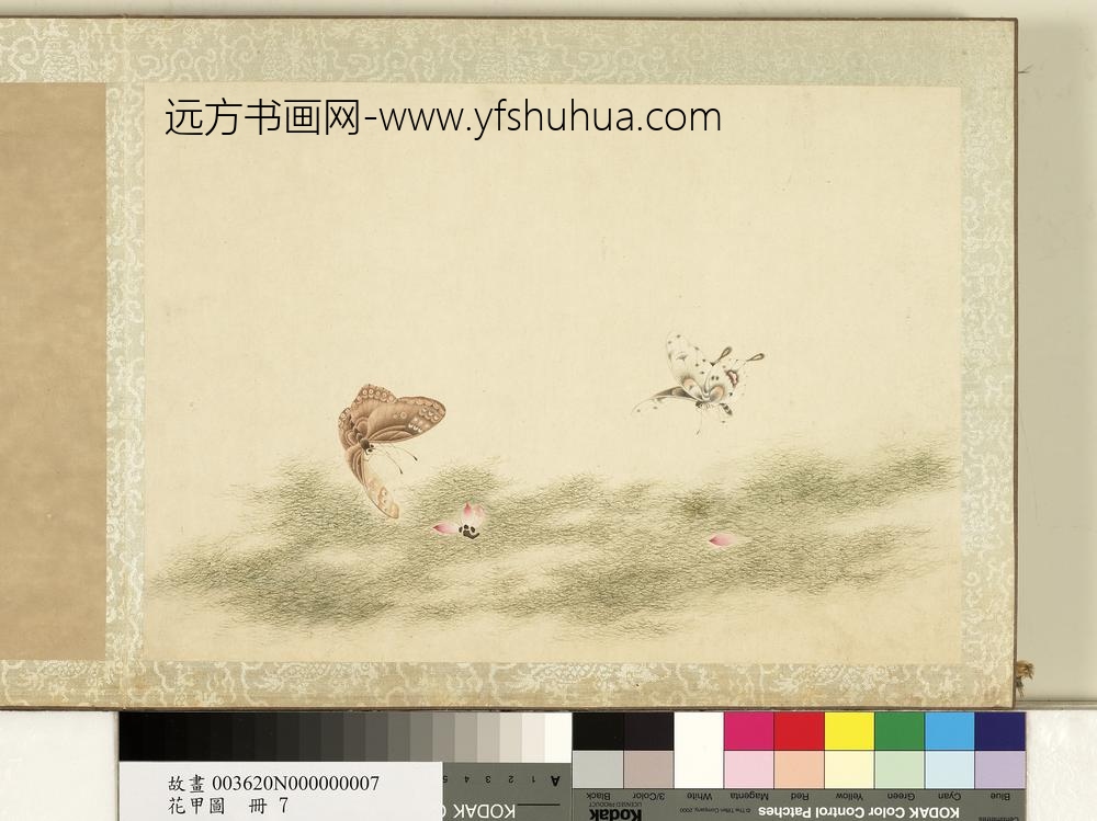 花甲图册-蝴蝶（七）