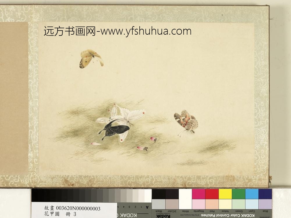 花甲图册-蝴蝶（三）