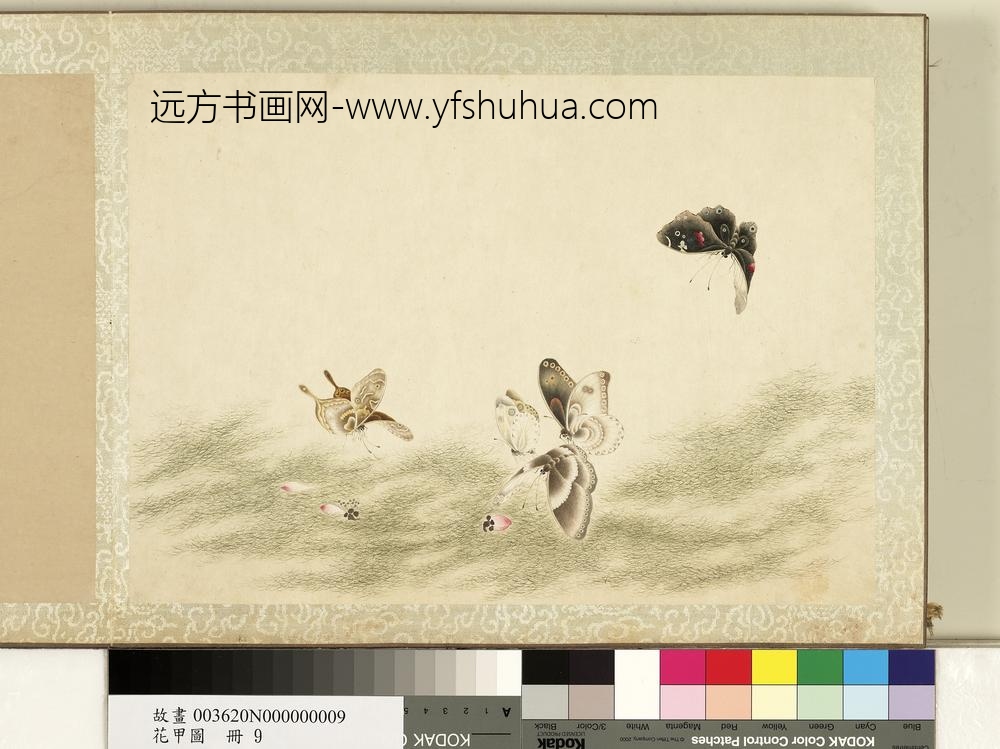 花甲图册-蝴蝶（九）