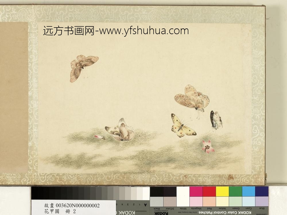 花甲图册-蝴蝶（二）