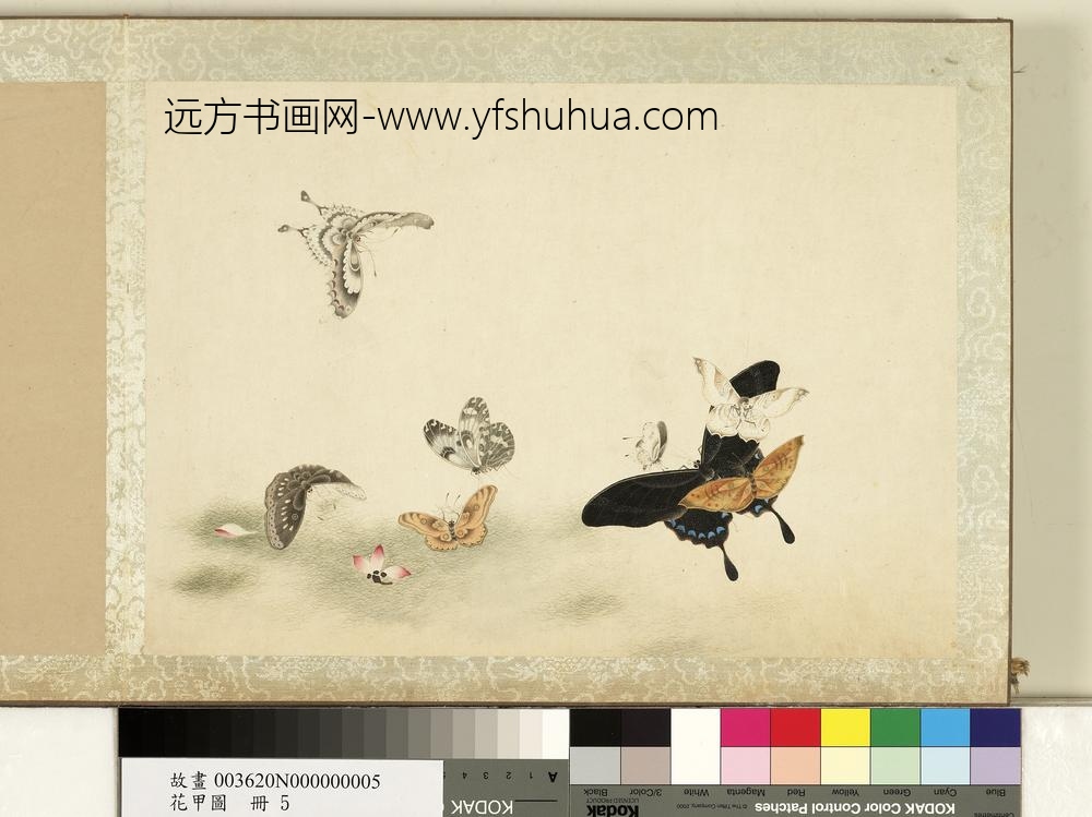 花甲图册-蝴蝶（五）