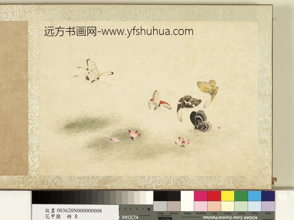 花甲图册-蝴蝶（八）