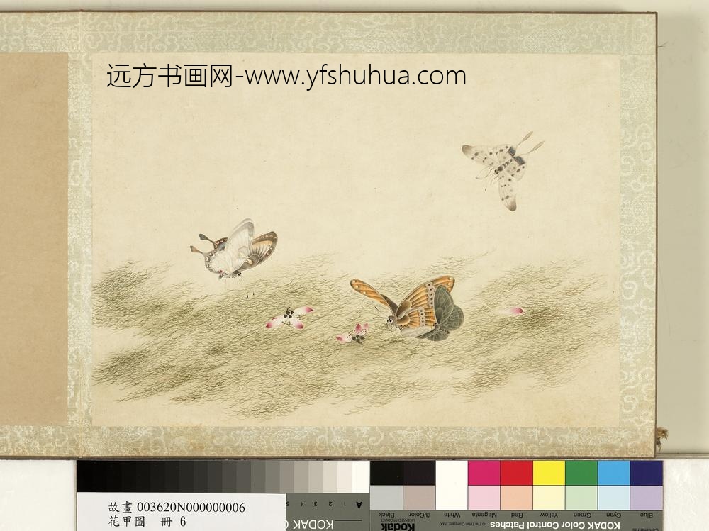 花甲图册-蝴蝶（六）