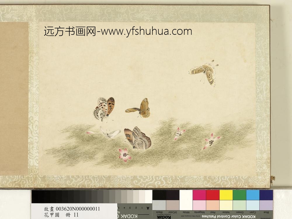 花甲图册-蝴蝶（十一）
