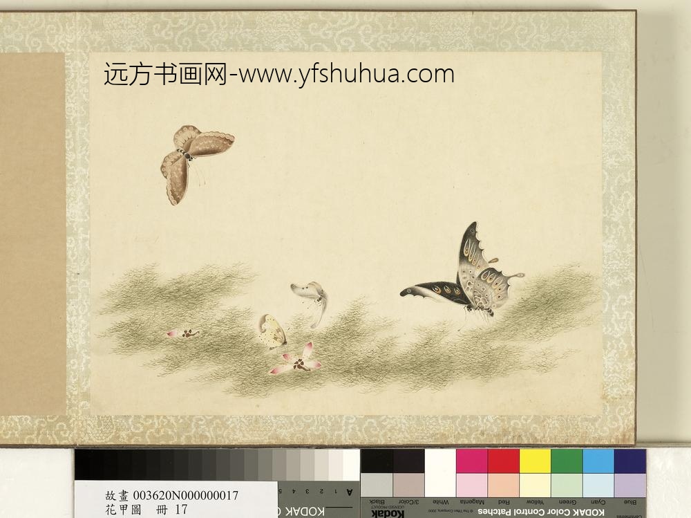 花甲图册-蝴蝶（十七）