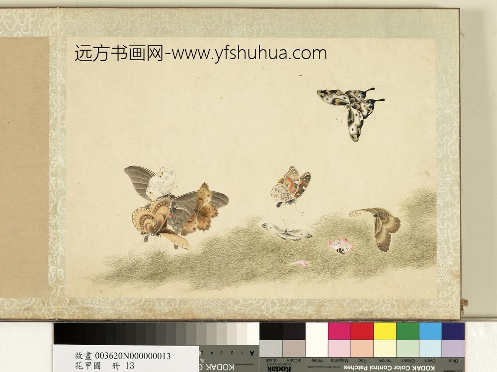 花甲图册-蝴蝶（十三）