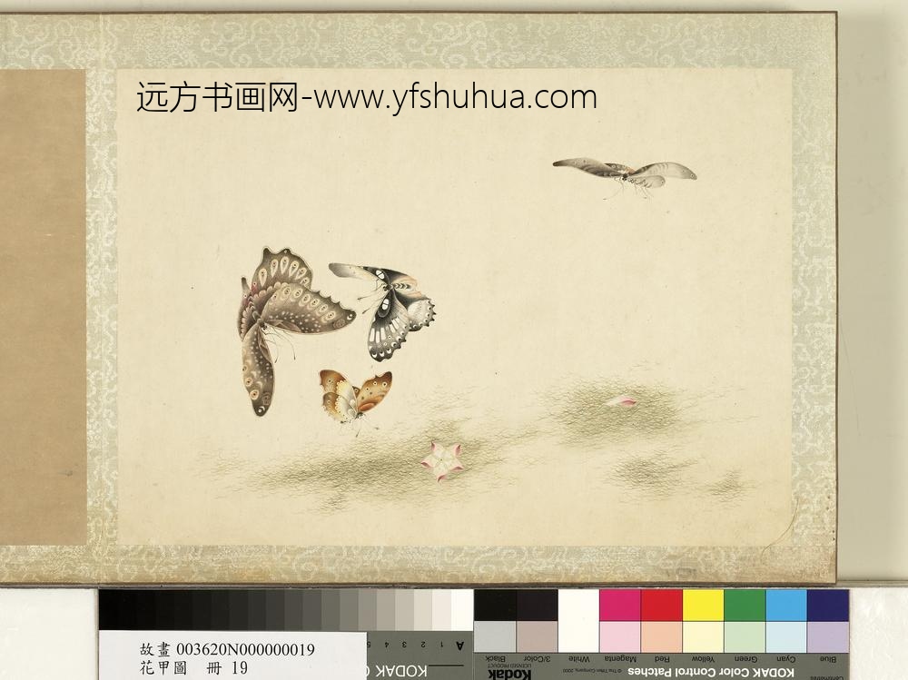 花甲图册-蝴蝶（十九）