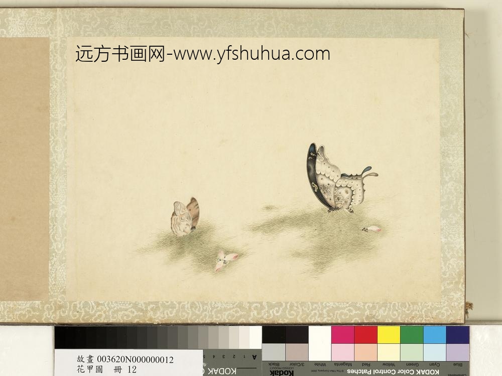 花甲图册-蝴蝶（十二）