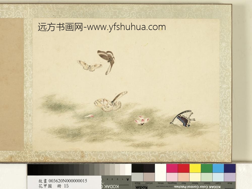 花甲图册-蝴蝶（十五）