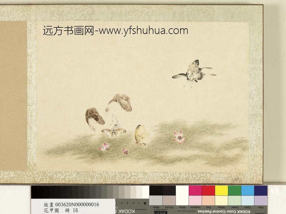 花甲图册-蝴蝶（十六）