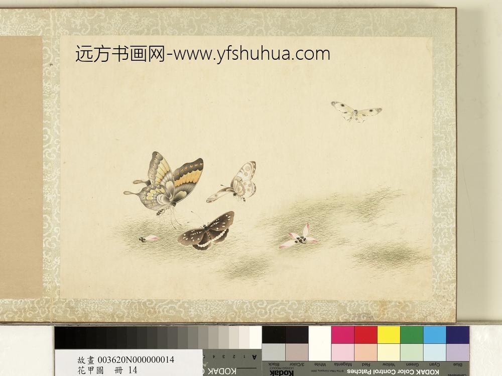 花甲图册-蝴蝶（十四）