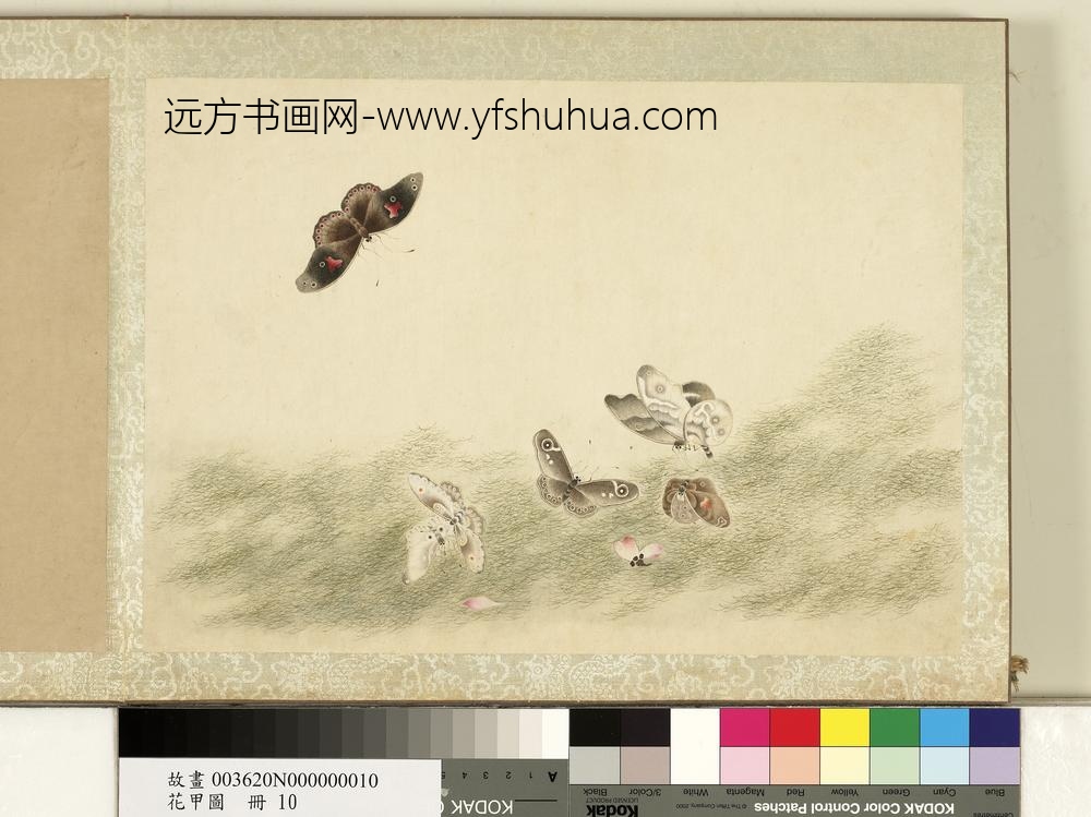 花甲图册-蝴蝶（十）
