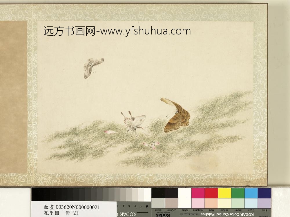 花甲图册-蝴蝶（廿一）