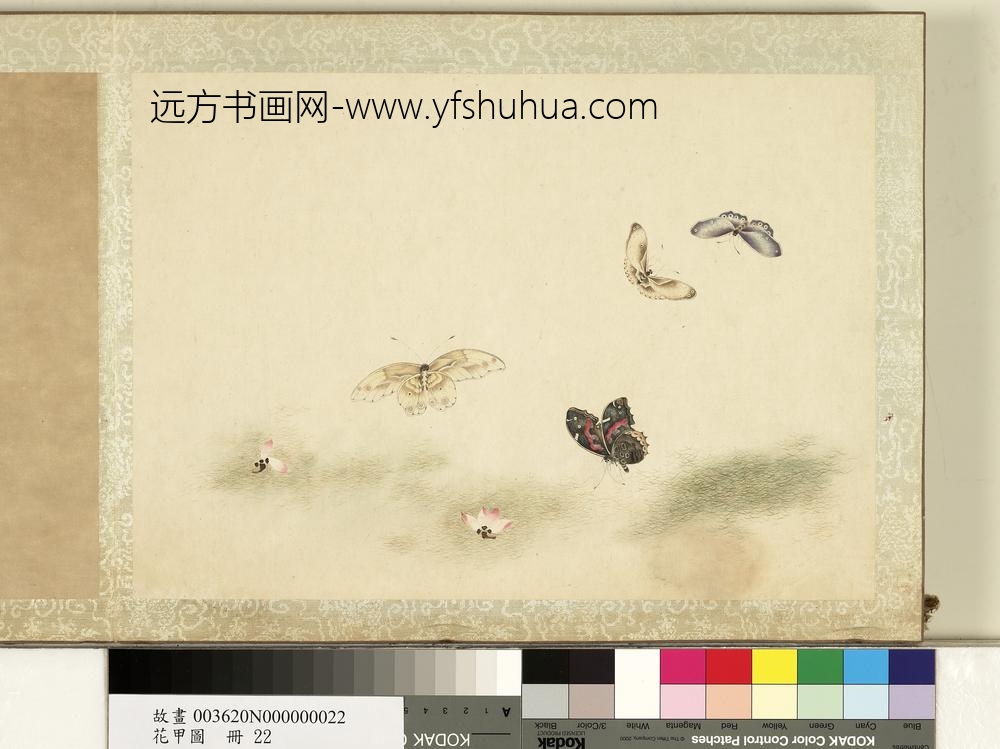 花甲图册-蝴蝶（廿二）