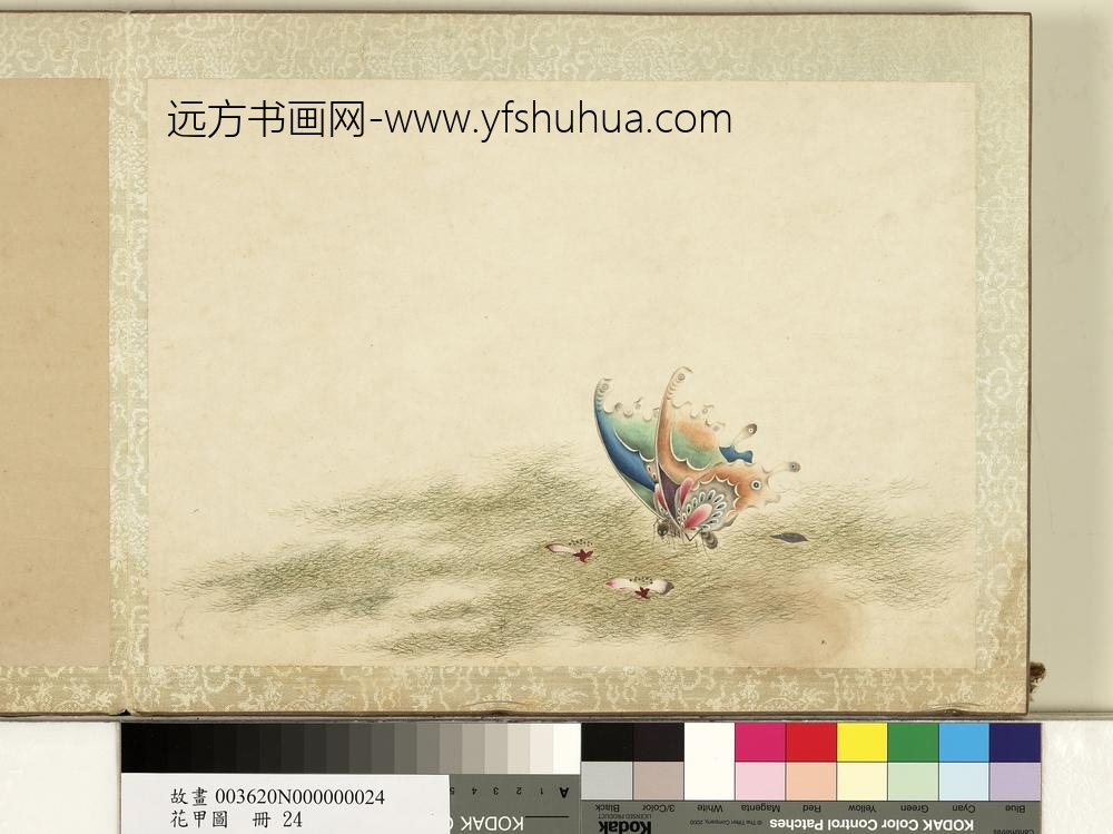 花甲图册-蝴蝶（廿四）