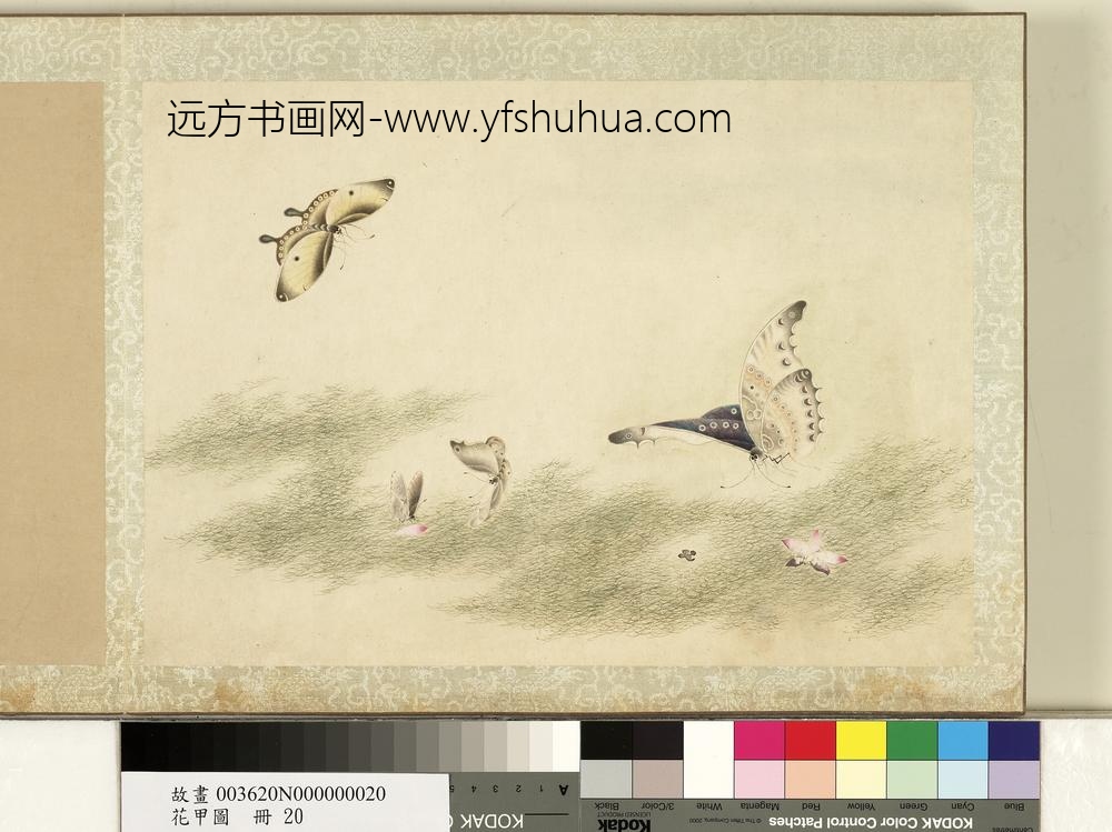 花甲图册-蝴蝶（廿）