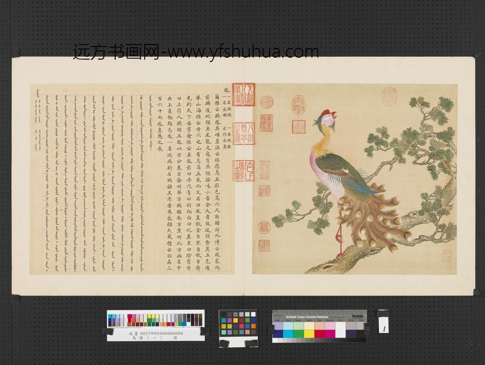 鸟谱（一）册凤