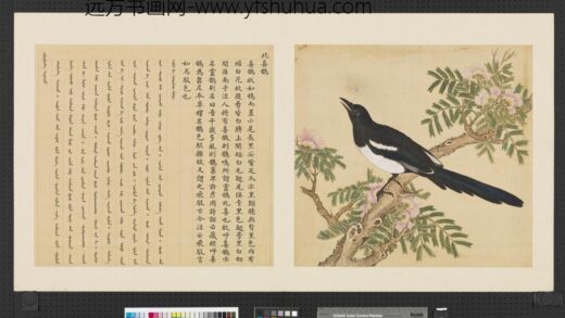鸟谱（一）册北喜鹊.jpg