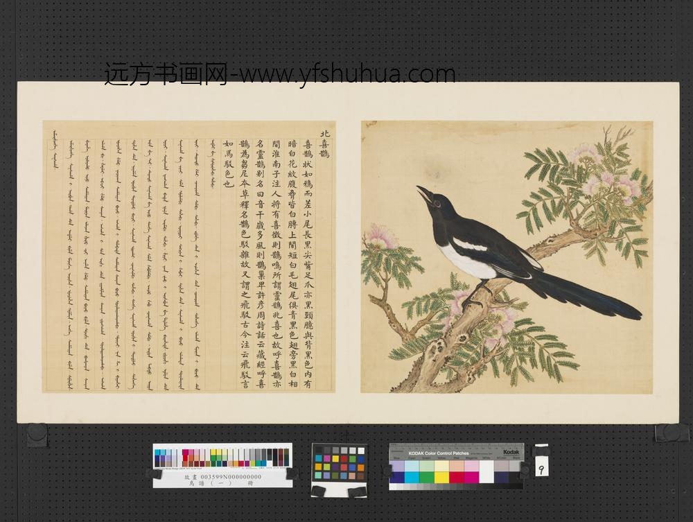 鸟谱（一）册北喜鹊