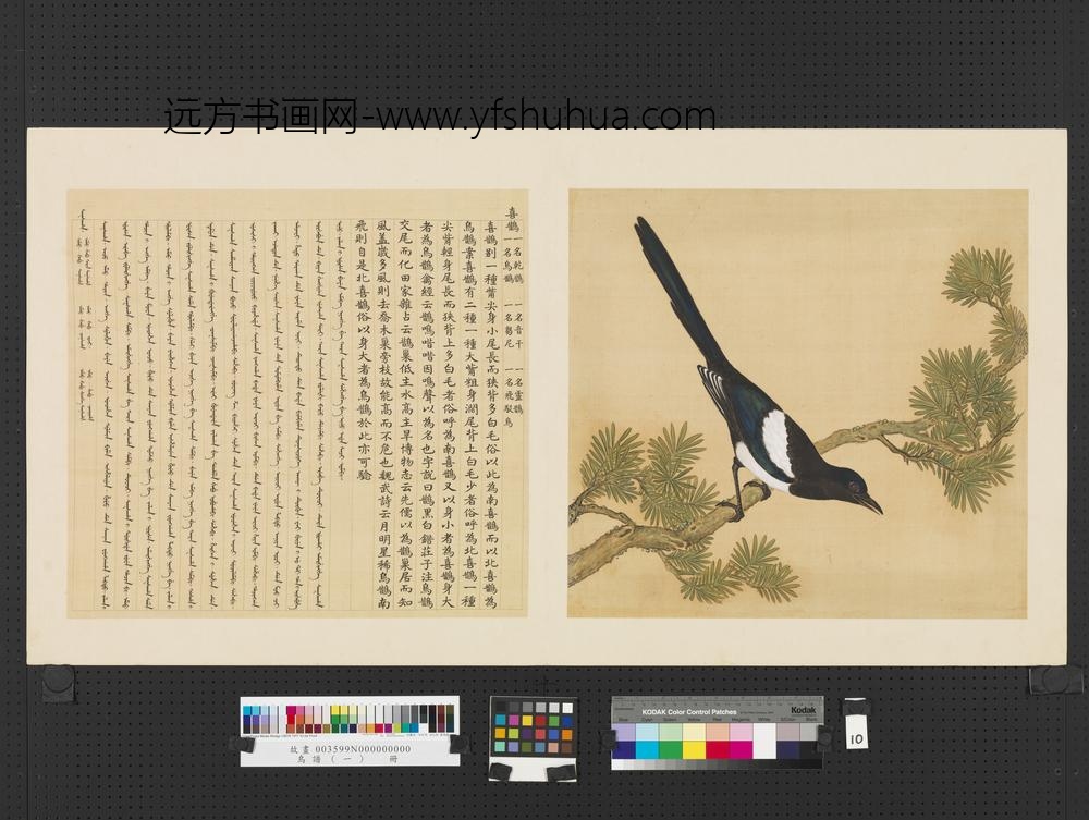 鸟谱（一）册喜鹊