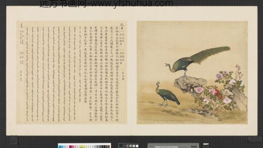 鸟谱（一）册孔雀.jpg