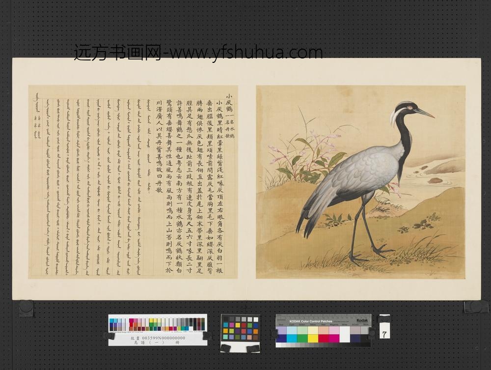 鸟谱（一）册小灰鹤