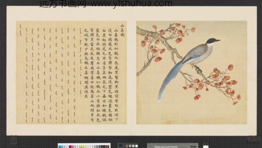 鸟谱（一）册山喜鹊.jpg