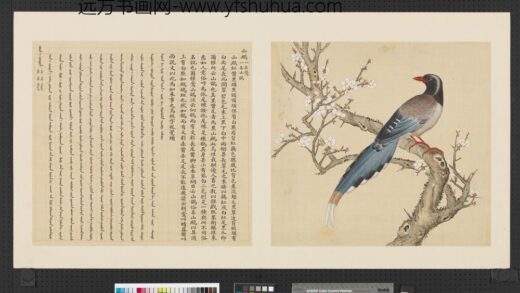 鸟谱（一）册山鹧.jpg