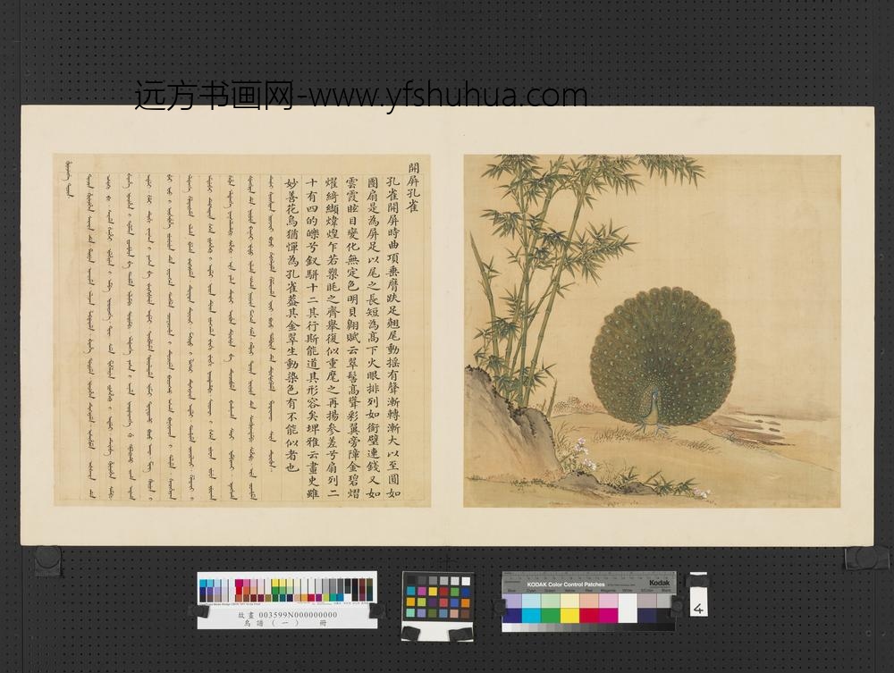 鸟谱（一）册开屏孔雀