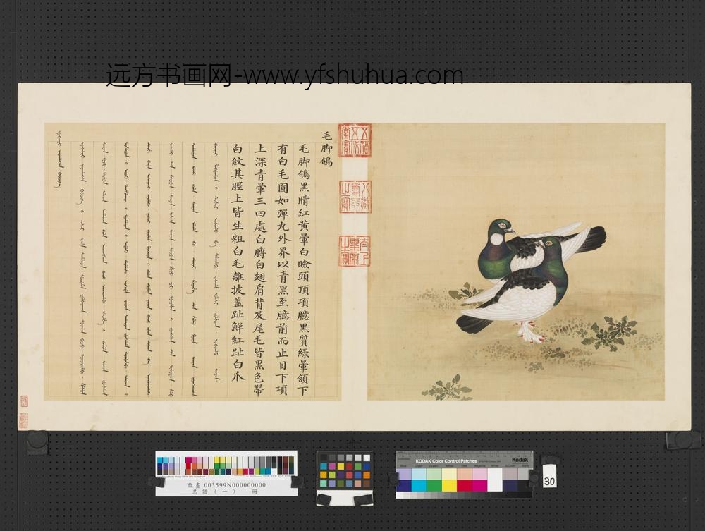 鸟谱（一）册毛脚鸽