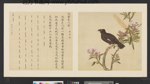 鸟谱（一）册沉香色八哥.jpg