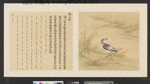 鸟谱（一）册海八哥.jpg