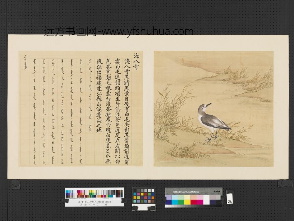 鸟谱（一）册海八哥