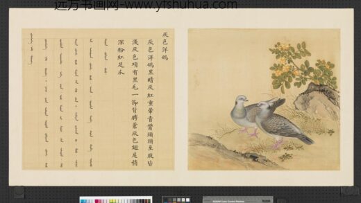 鸟谱（一）册灰色洋鸽.jpg