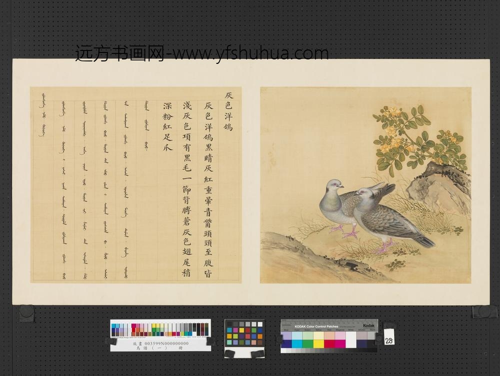 鸟谱（一）册灰色洋鸽