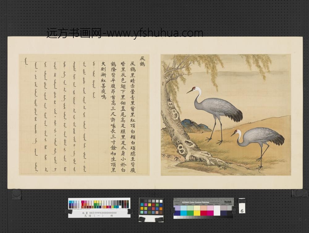 鸟谱（一）册灰鹤