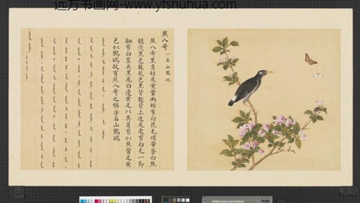鸟谱（一）册燕八哥.jpg