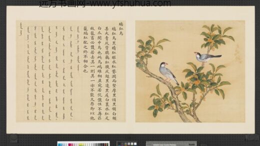 鸟谱（一）册瑞红鸟.jpg