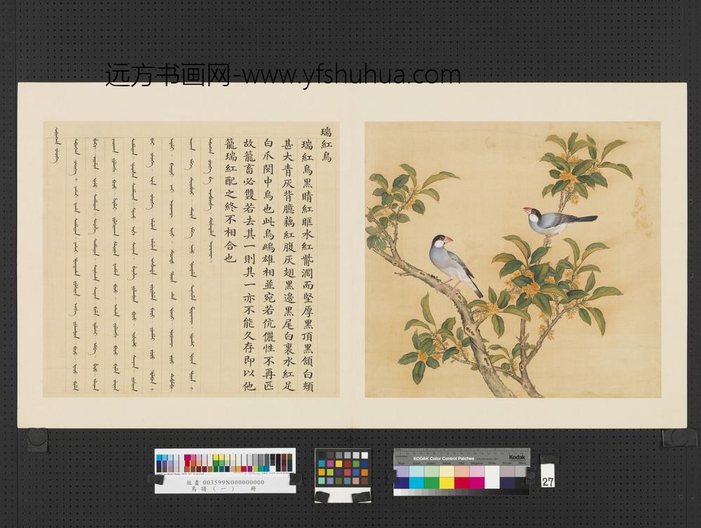 鸟谱（一）册瑞红鸟