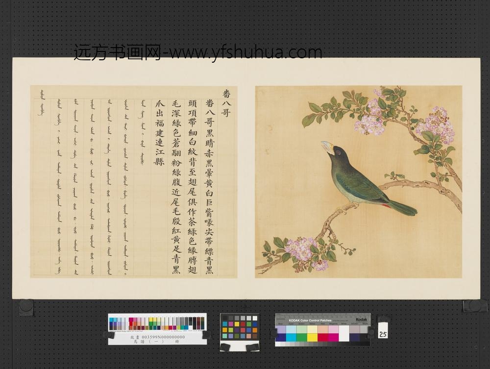 鸟谱（一）册番八哥