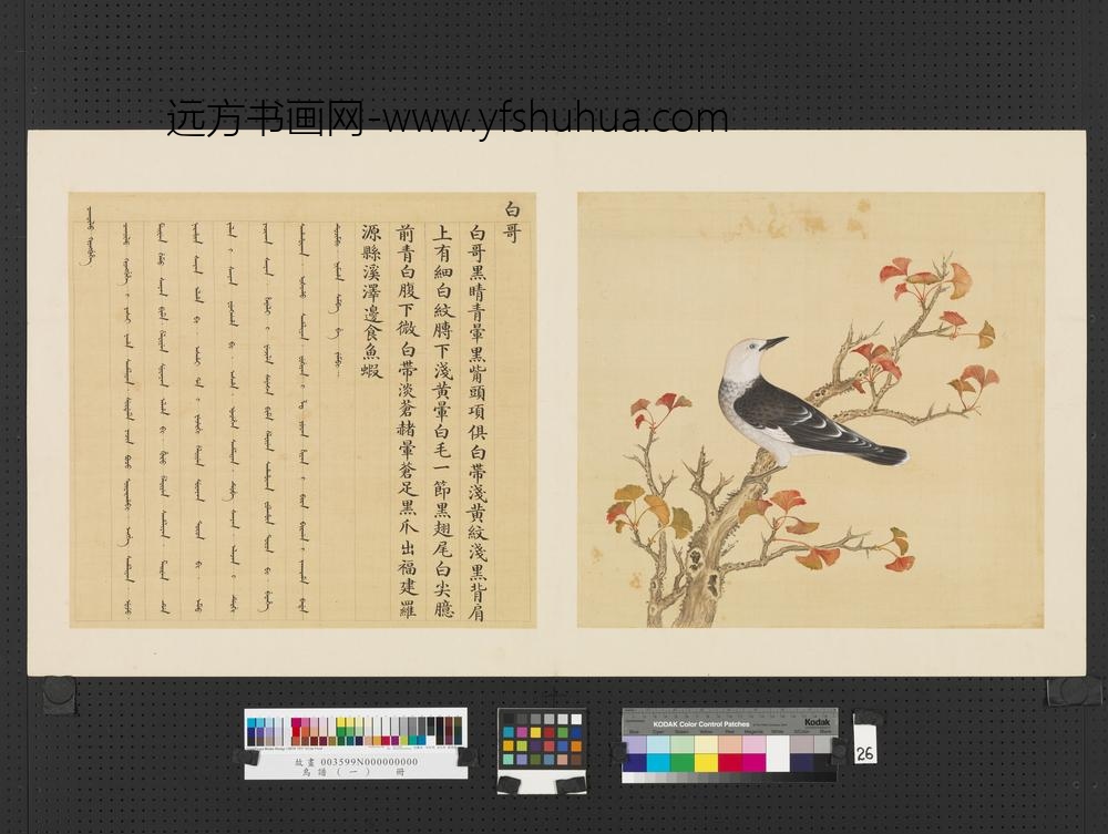 鸟谱（一）册白哥