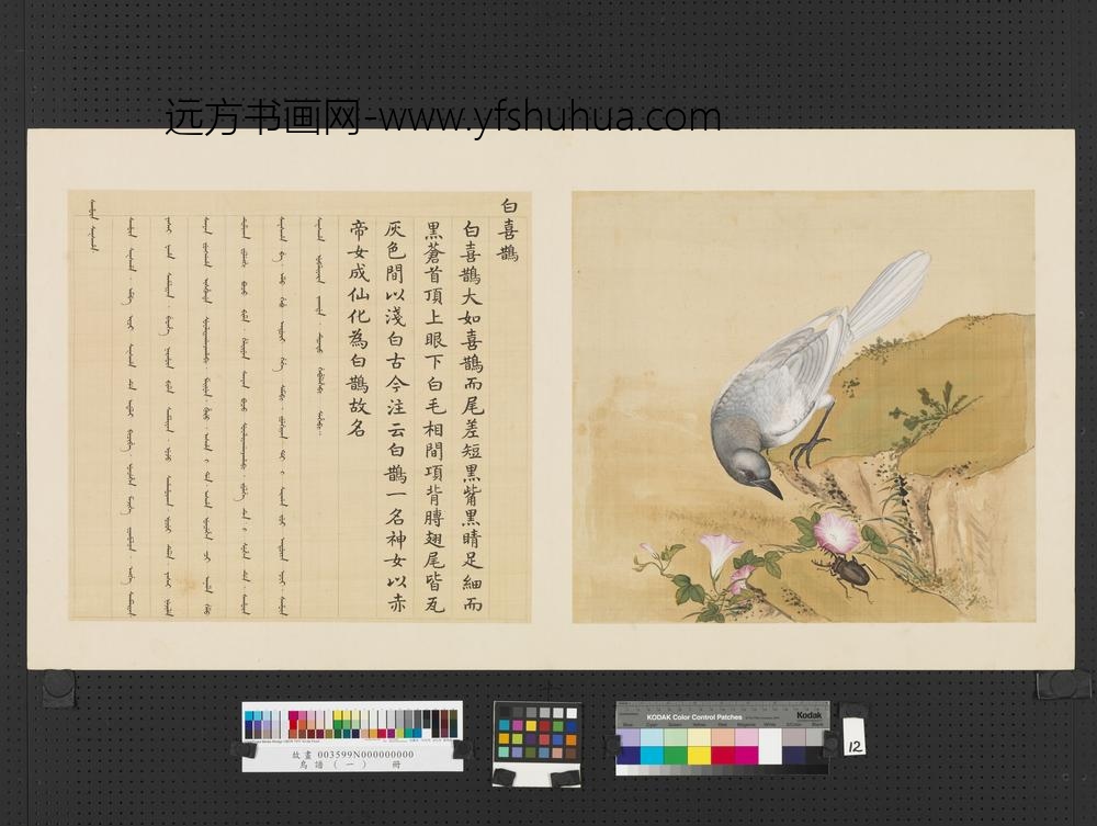 鸟谱（一）册白喜鹊