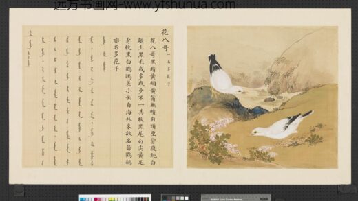 鸟谱（一）册花八哥.jpg