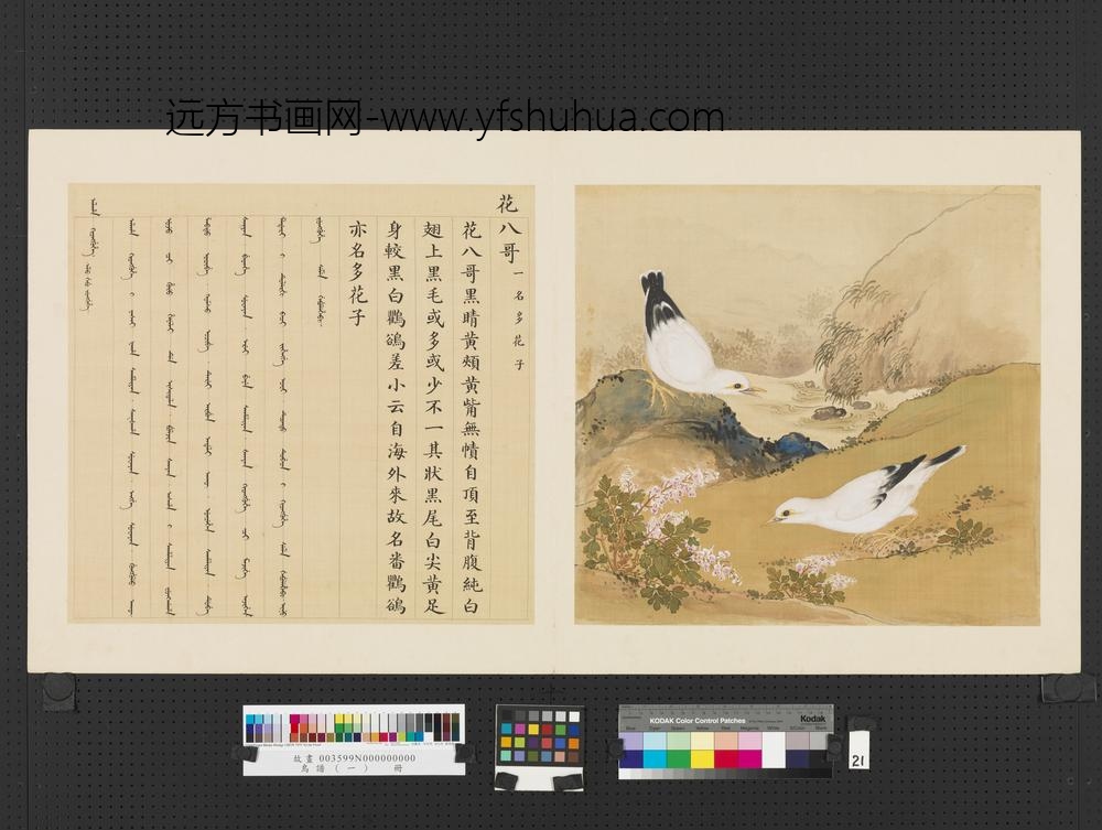 鸟谱（一）册花八哥