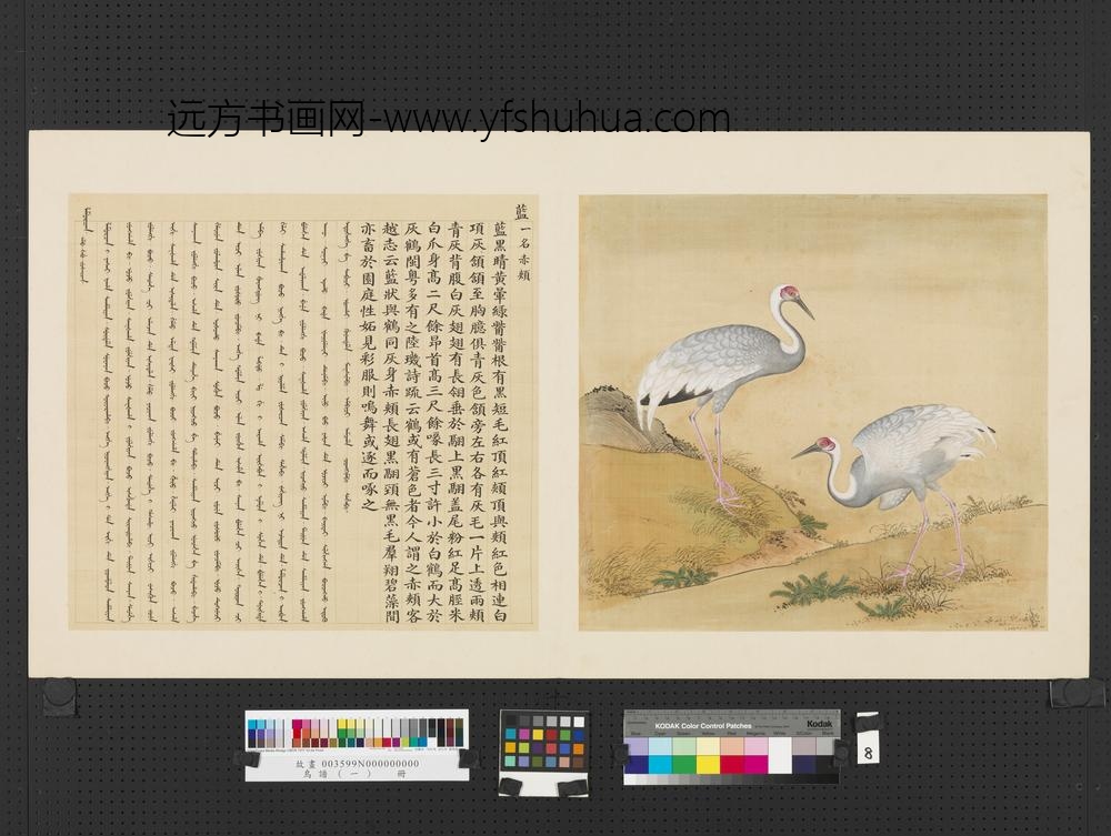 鸟谱（一）册蓝