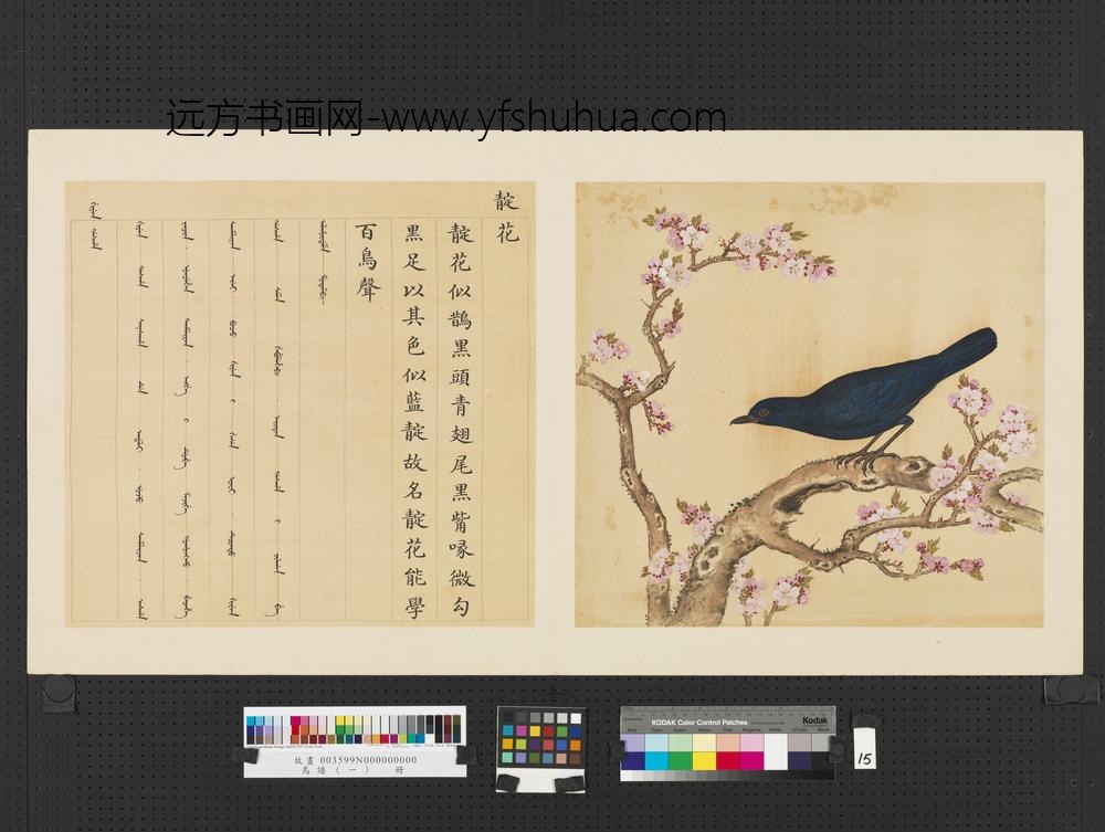 鸟谱（一）册靛花